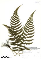 藏品(光葉凸軸蕨)的圖片